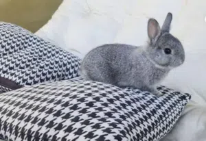 Netherland Dwarf rabbit