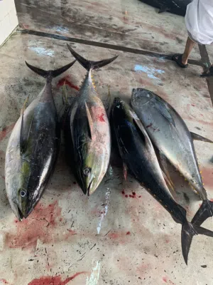ابحث عن شريك في مشروع بيع الاسماك