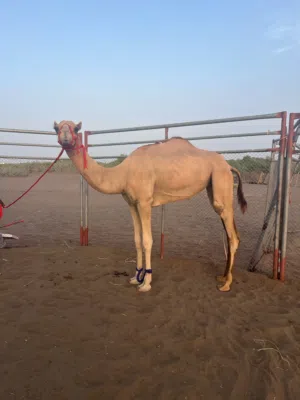 بكره فطيمة للبيع