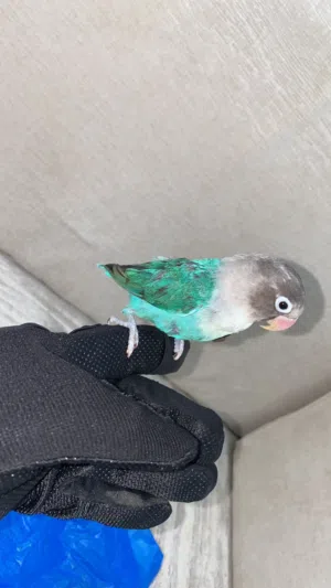 البيع طيور الفيشر