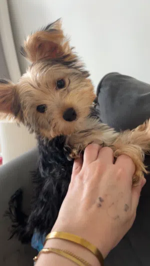 جرو يوركشاير تيرير بيور (Yorkshire Terrier) مميز ولطيف جداً !