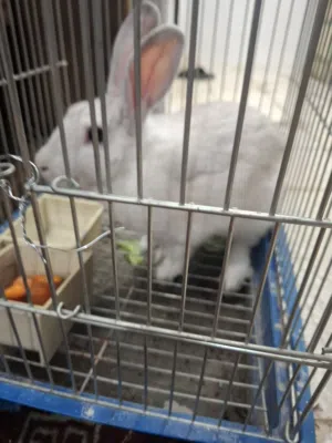 ارنب للبيع ب 8دنانير