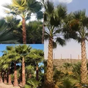 نخل مثمر ونخل زينه جميع الاصناف والاطوال للبيع