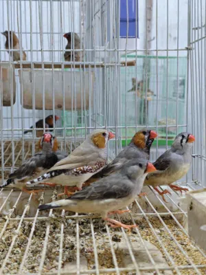 ثلاث ازواج فناجس حجم سوبر جامبو بزارات سعر زوج 15 شلع مفرد ع 20