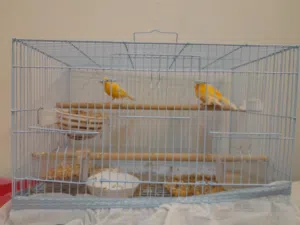 زوج كناري 20 من الآخر