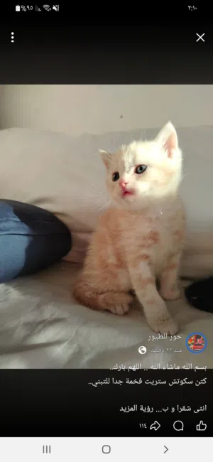 مطلوب قطه صفيره للتبني