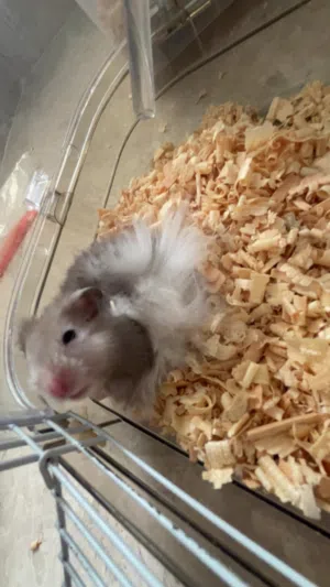 5هامستر للبيع زوج وثلاث اولاد