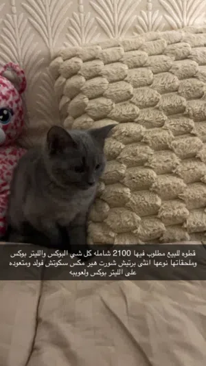 سكوتش فولد مكس بريتش شورت هير