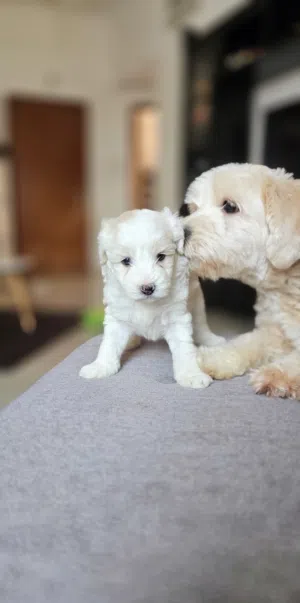 Adorable 3.5-week-old Maltese puppies available.