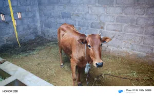 للبيع عجله الدار قابل للتفاوض