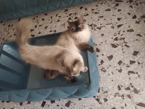 Himalayan1