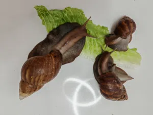 حلزونات افريقيه للبيع عمر 5 اشهر و شهر