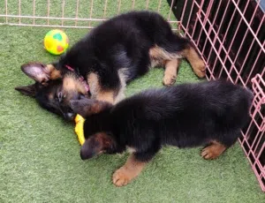 Female, Good quality fully vaccinated.