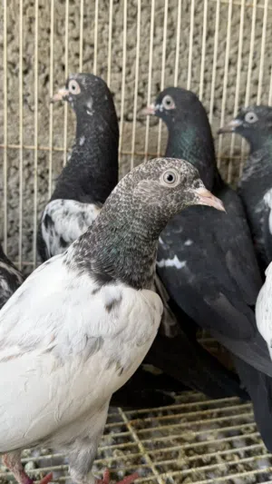 حمام باكستاني للبيع طيور طيران
