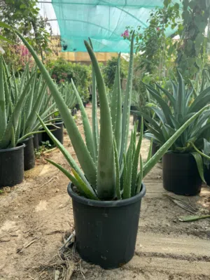صبار ألوفيرا حجم وسط للبيع   Aloe Vera Plant For Sale
