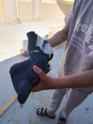 حمام للبيع ما يقارب 20 جوز