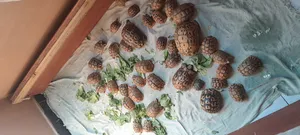 Turtles1