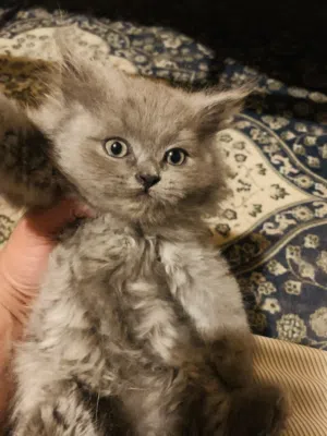 للبيع قطط كيتن العمر شهرين