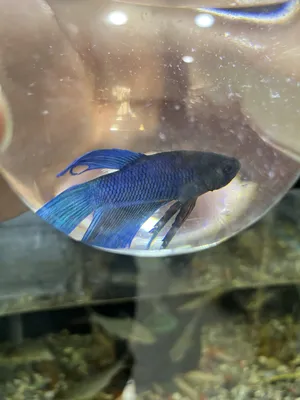 Fish1