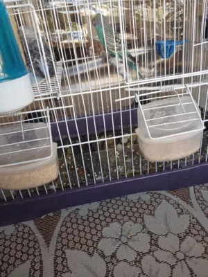 طيور حب باذجي