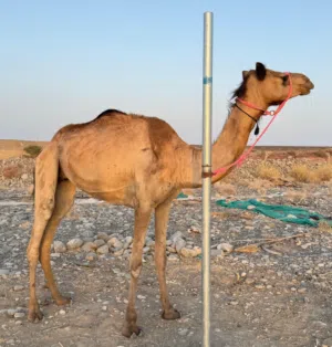 ناقة إنتاج أصيل