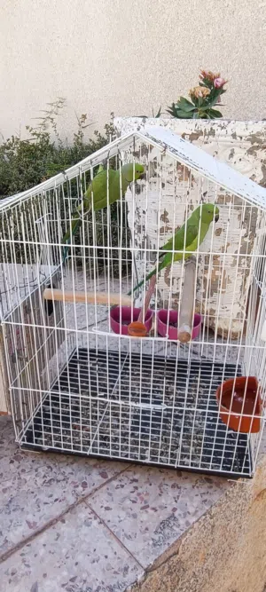 كوبيه ذره افريقي