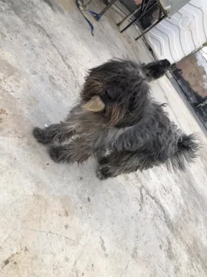جرو ماليتز لون مميز اسود وسكني