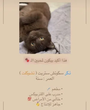 ذكر سكوتش ستريت (تشوكلت)