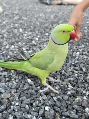 درة أليف متكلم للبيع