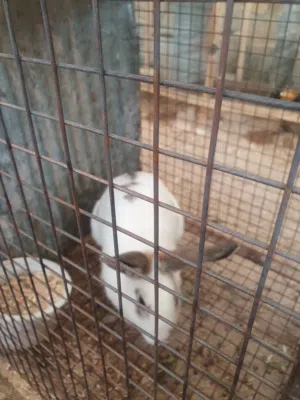 بيع وشراء ارنب