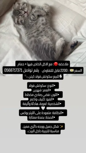 للبيع قط سكوتش فولد