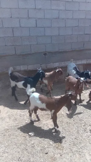 جديان للبيع مشاء الله