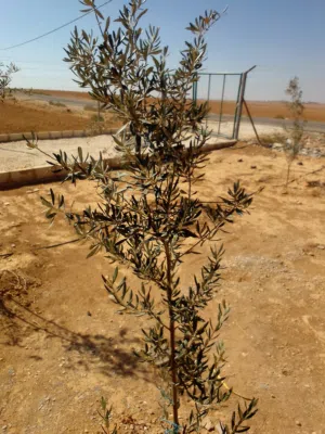 مزرعة لالبيع