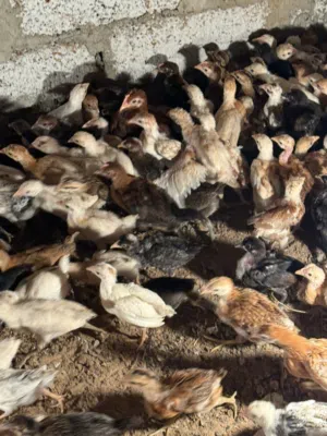 صيصان دجاج عماني وفرنسي