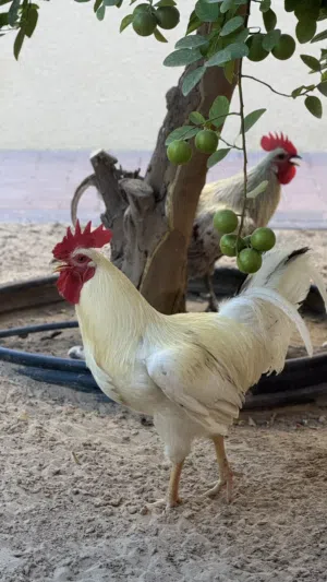 ديوك فيومي و عربي