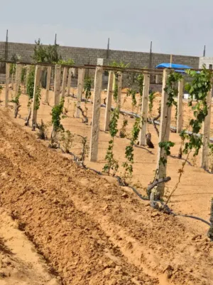 اعمدة عنب من المصنع