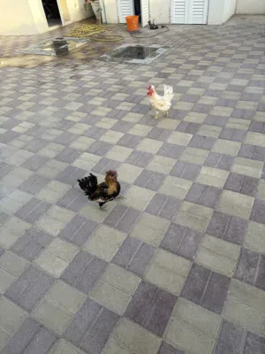 ديك ذكر جاهزين للنتاج
