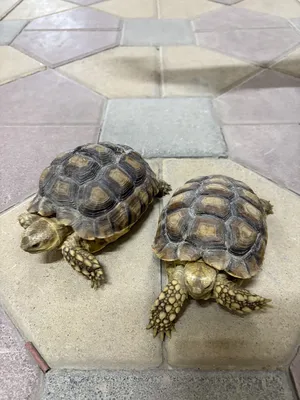 Turtles0