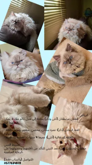 Cats up for adoption.