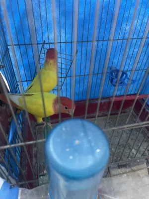 جواز روز كلو تحتي فراخ