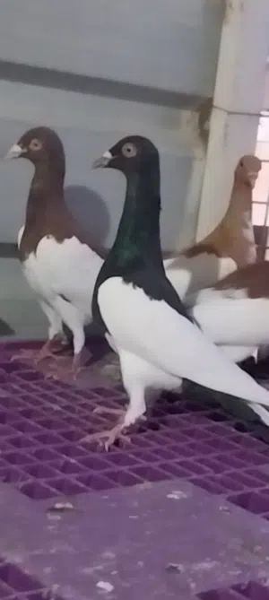 العدد 15 فحل وطيرة