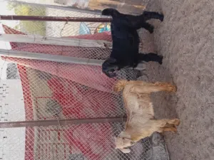 *نوع الحلال: تيوسه  *العدد:2 *العمر:ثلاث اشهر إلى اربع  *الصحه:ممتاز  *الأسنان:ممتازه   *السمن:طيب