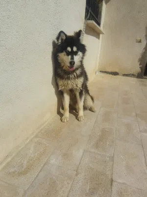 حيوانات أليفه