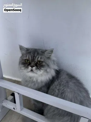 قطه  مستعجل بسبب الظروف