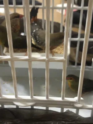 طيور واكس بل وطيور فراوله فينش