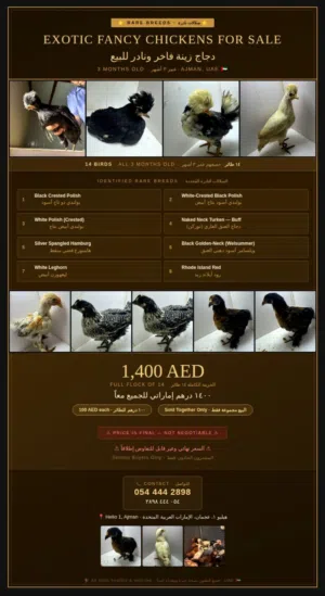 Chickens Rare 3 months old