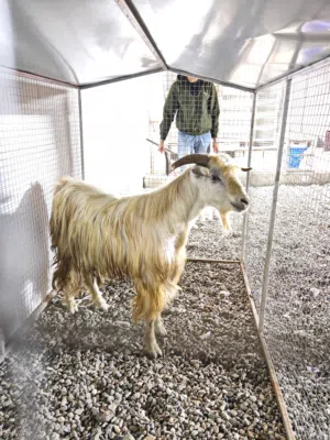 للبيع تيس شوف الوصف