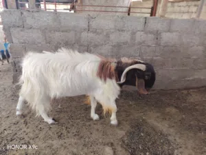 (للبيع تيس من فصيله البارقوت)