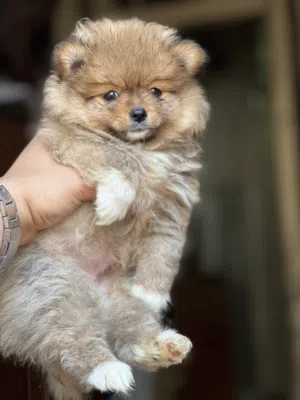 Pomeranian tcup