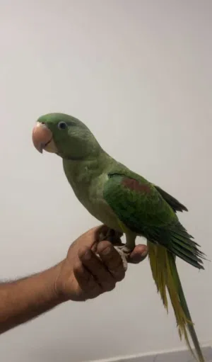البيع  نيبالي
